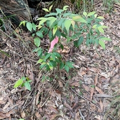 Unverified Plant by dave@kerrie