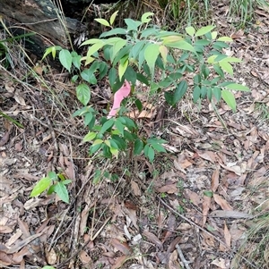 Unidentified Plant at Lower Pappinbarra, NSW by dave@kerrie