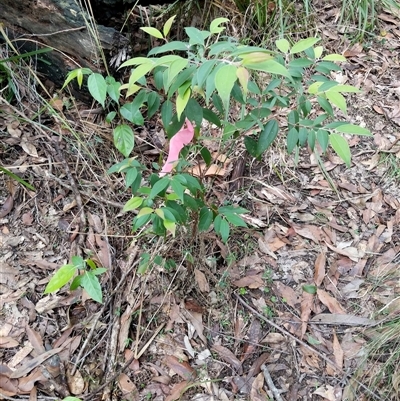 Unverified Plant by dave@kerrie