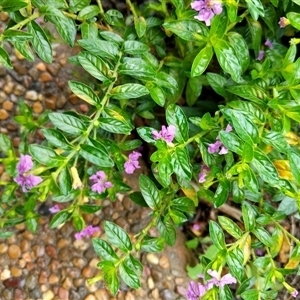 Unidentified Plant at Mortons Creek, NSW by dave@kerrie