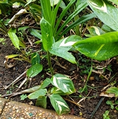 Unverified at suppressed - suppressed