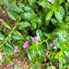 Unverified at suppressed - suppressed