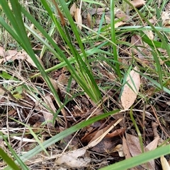 Dianella sp. at Lower Pappinbarra, NSW - 15 Oct 2024 by dave@kerrie