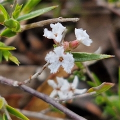 Leucopogon virgatus at Kingsdale, NSW - 27 Oct 2024 by trevorpreston