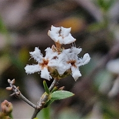 Leucopogon virgatus at Kingsdale, NSW - 28 Oct 2024