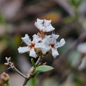 Leucopogon virgatus at Kingsdale, NSW - 28 Oct 2024