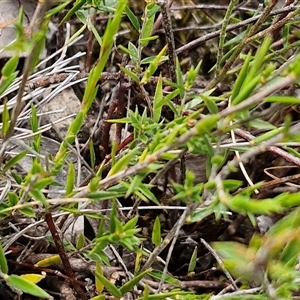 Leucopogon virgatus at Kingsdale, NSW - 28 Oct 2024