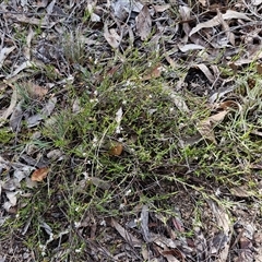 Leucopogon virgatus at Kingsdale, NSW - 28 Oct 2024