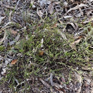 Leucopogon virgatus at Kingsdale, NSW - 28 Oct 2024