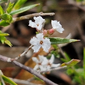 Leucopogon virgatus at Kingsdale, NSW - 28 Oct 2024 09:54 AM