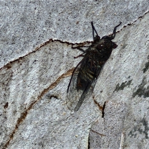 Atrapsalta furcilla at Kingsdale, NSW - 28 Oct 2024 09:52 AM