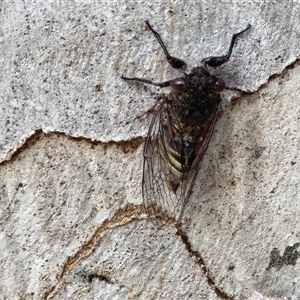 Atrapsalta furcilla at Kingsdale, NSW - 28 Oct 2024 09:52 AM