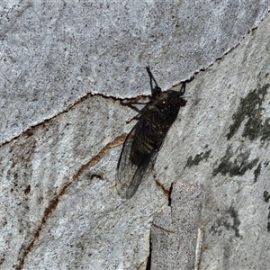 Atrapsalta furcilla at Kingsdale, NSW - 28 Oct 2024 09:52 AM