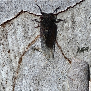 Atrapsalta furcilla at Kingsdale, NSW - 28 Oct 2024