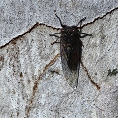 Atrapsalta furcilla at Kingsdale, NSW - 28 Oct 2024 09:52 AM