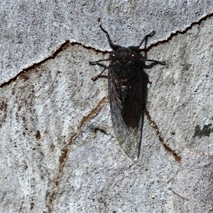 Atrapsalta furcilla at Kingsdale, NSW - 28 Oct 2024 09:52 AM