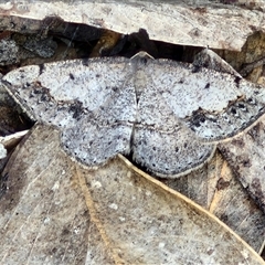 Taxeotis intextata (Looper Moth, Grey Taxeotis) at Kingsdale, NSW - 28 Oct 2024 by trevorpreston