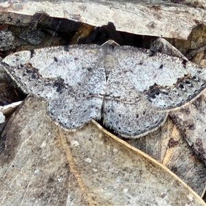 Taxeotis intextata at Kingsdale, NSW - 28 Oct 2024