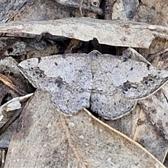 Taxeotis intextata at Kingsdale, NSW - 28 Oct 2024