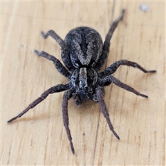 Venatrix sp. (genus) (Unidentified Venatrix wolf spider) at Braidwood, NSW - 29 Oct 2024 by MatthewFrawley