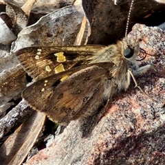 Trapezites phigalia (Heath Ochre) at Kingsdale, NSW - 28 Oct 2024 by trevorpreston