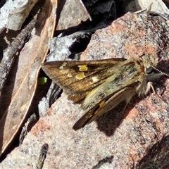 Trapezites phigalia at Kingsdale, NSW - 28 Oct 2024 09:46 AM