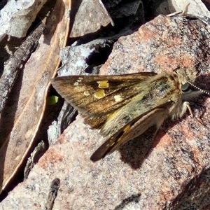 Trapezites phigalia at Kingsdale, NSW - 28 Oct 2024