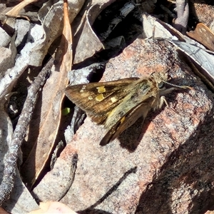 Trapezites phigalia at Kingsdale, NSW - 28 Oct 2024