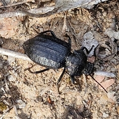 Adelium angulicolle at Kingsdale, NSW - 27 Oct 2024 by trevorpreston