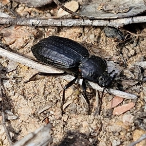 Adelium angulicolle at Kingsdale, NSW - 28 Oct 2024 09:44 AM