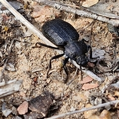 Adelium angulicolle at Kingsdale, NSW - 28 Oct 2024 09:44 AM