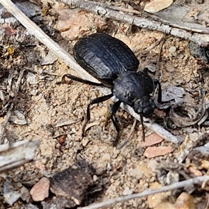 Adelium angulicolle at Kingsdale, NSW - 28 Oct 2024 09:44 AM