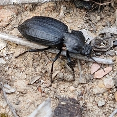 Adelium angulicolle at Kingsdale, NSW - 28 Oct 2024 09:44 AM