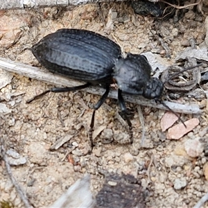 Adelium angulicolle at Kingsdale, NSW - 28 Oct 2024 09:44 AM