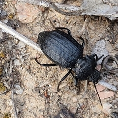 Adelium angulicolle at Kingsdale, NSW - 28 Oct 2024 09:44 AM