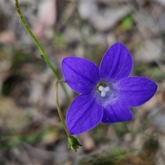 Wahlenbergia stricta subsp. stricta (Tall Bluebell) at Kingsdale, NSW - 28 Oct 2024 by trevorpreston