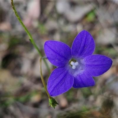 Wahlenbergia stricta subsp. stricta at Kingsdale, NSW - 27 Oct 2024 by trevorpreston