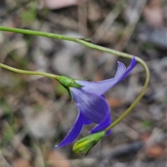 Wahlenbergia stricta subsp. stricta at Kingsdale, NSW - 28 Oct 2024 09:43 AM