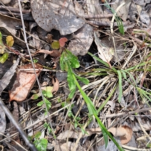 Wahlenbergia stricta subsp. stricta at Kingsdale, NSW - 28 Oct 2024 09:43 AM