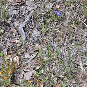 Wahlenbergia stricta subsp. stricta at Kingsdale, NSW - 28 Oct 2024 09:43 AM