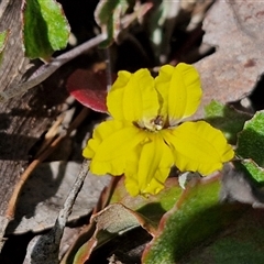 Goodenia hederacea subsp. hederacea (Ivy Goodenia, Forest Goodenia) at Kingsdale, NSW - 27 Oct 2024 by trevorpreston