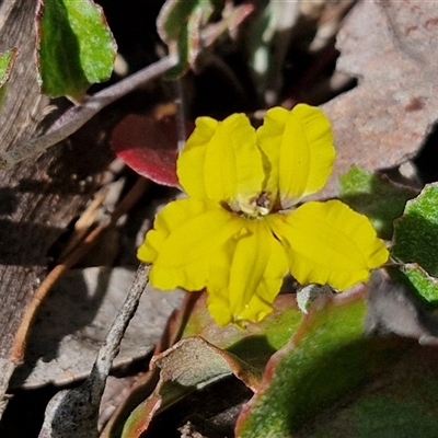 Goodenia hederacea subsp. hederacea (Ivy Goodenia, Forest Goodenia) at Kingsdale, NSW - 28 Oct 2024 by trevorpreston