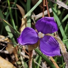 Patersonia sericea (silky purple-flag) at Kingsdale, NSW - 28 Oct 2024 by trevorpreston