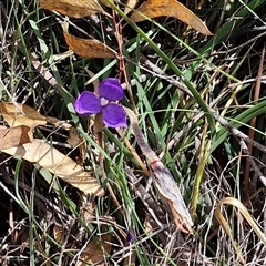 Patersonia sericea at Kingsdale, NSW - 28 Oct 2024 09:42 AM