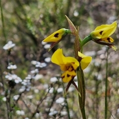 Diuris sulphurea (Tiger Orchid) at Kingsdale, NSW - 27 Oct 2024 by trevorpreston