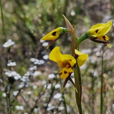Diuris sulphurea (Tiger Orchid) at Kingsdale, NSW - 28 Oct 2024 by trevorpreston