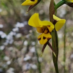 Diuris sulphurea at Kingsdale, NSW - 28 Oct 2024