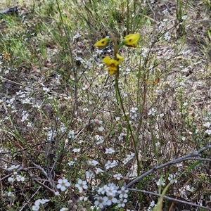 Diuris sulphurea at Kingsdale, NSW - suppressed