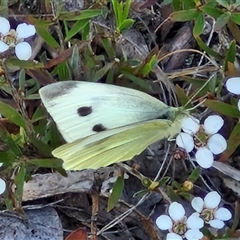 Pieris rapae (Cabbage White) at Kingsdale, NSW - 27 Oct 2024 by trevorpreston