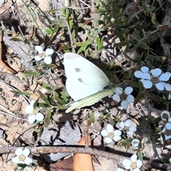 Pieris rapae at Kingsdale, NSW - 28 Oct 2024 09:40 AM